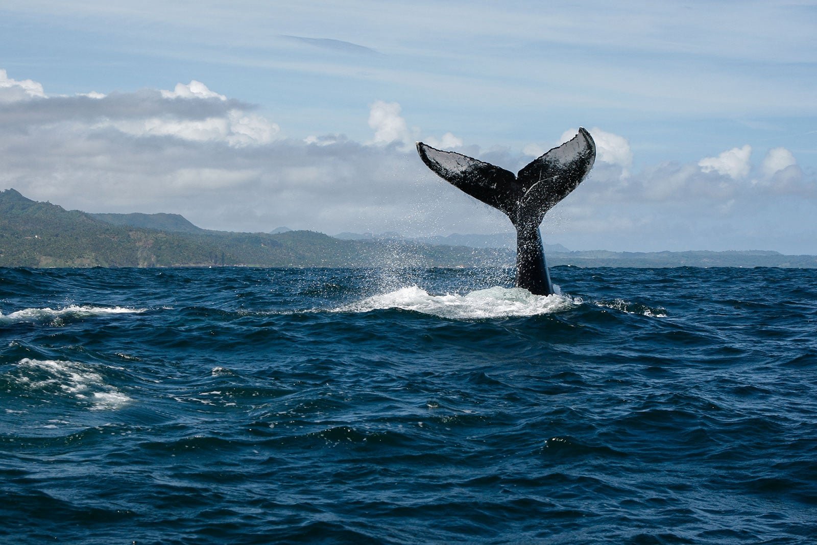 Samana Whale Watching Tours - Gregory